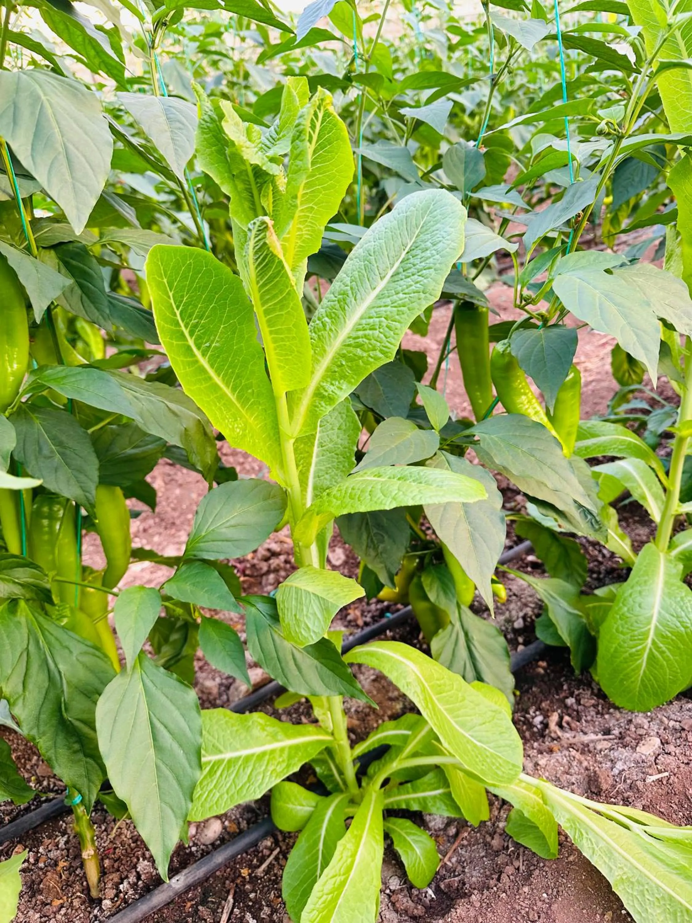Garden in Gelidonya Pansiyon