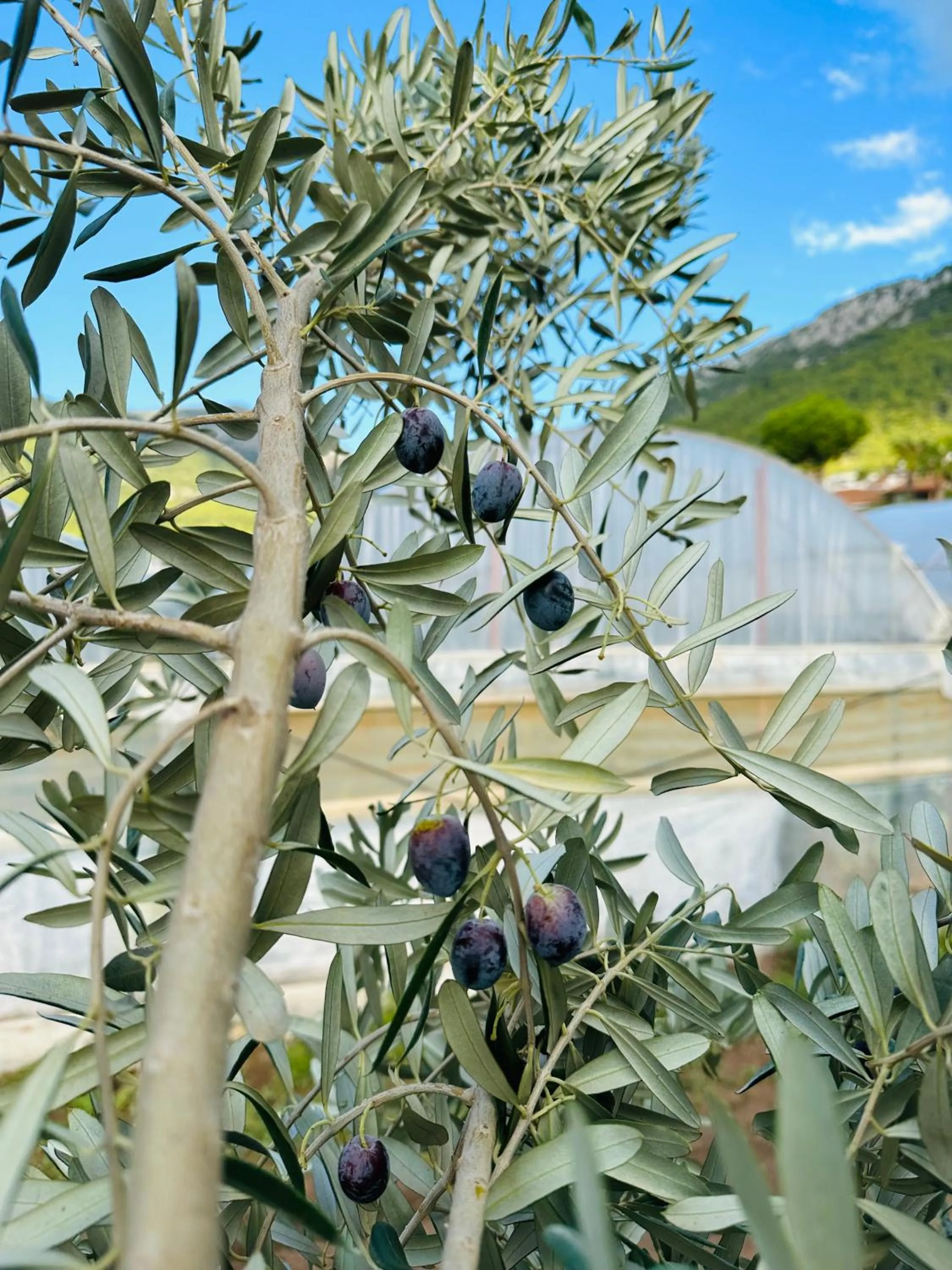 Garden in Gelidonya Pansiyon