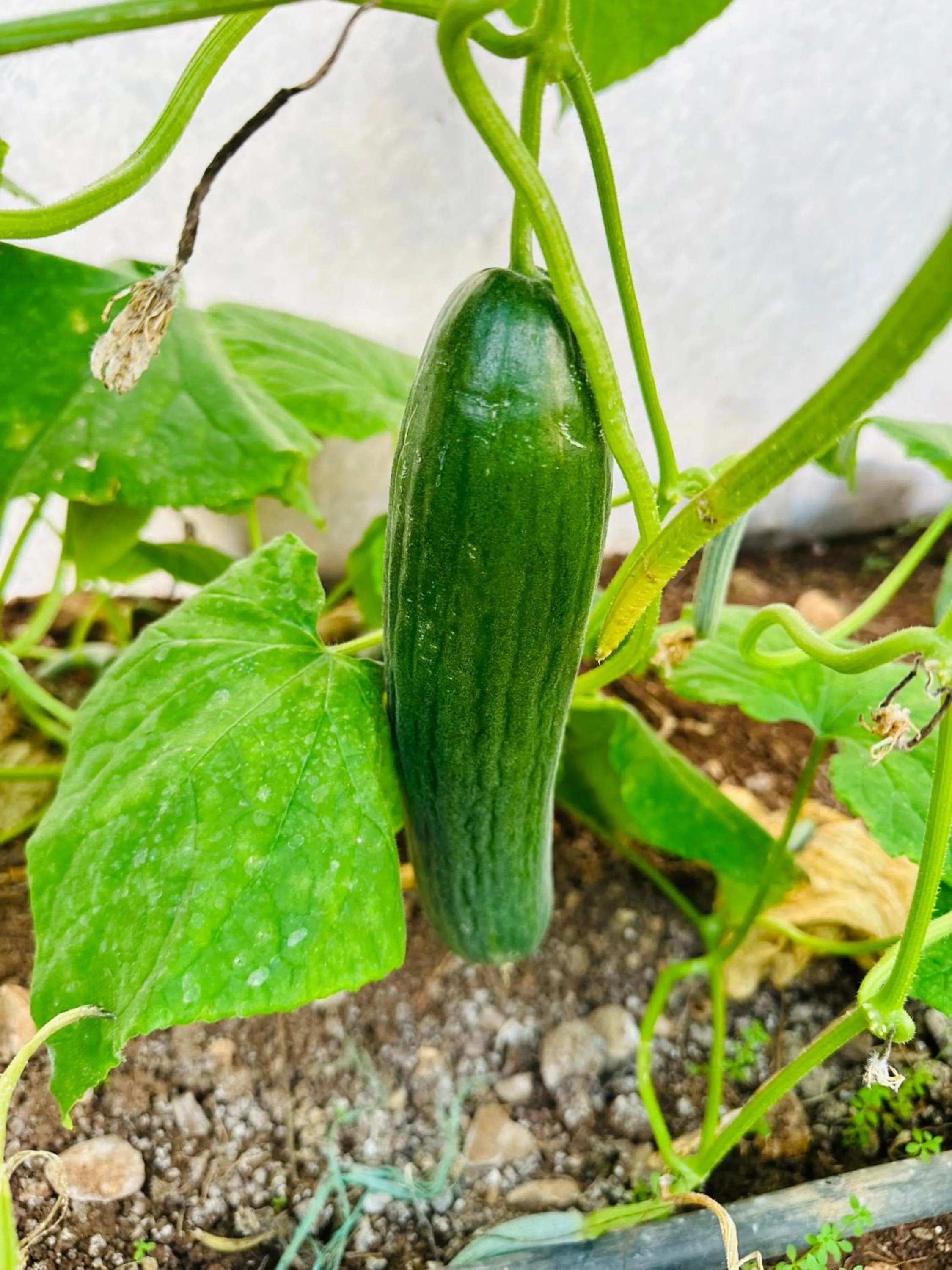 Garden in Gelidonya Pansiyon