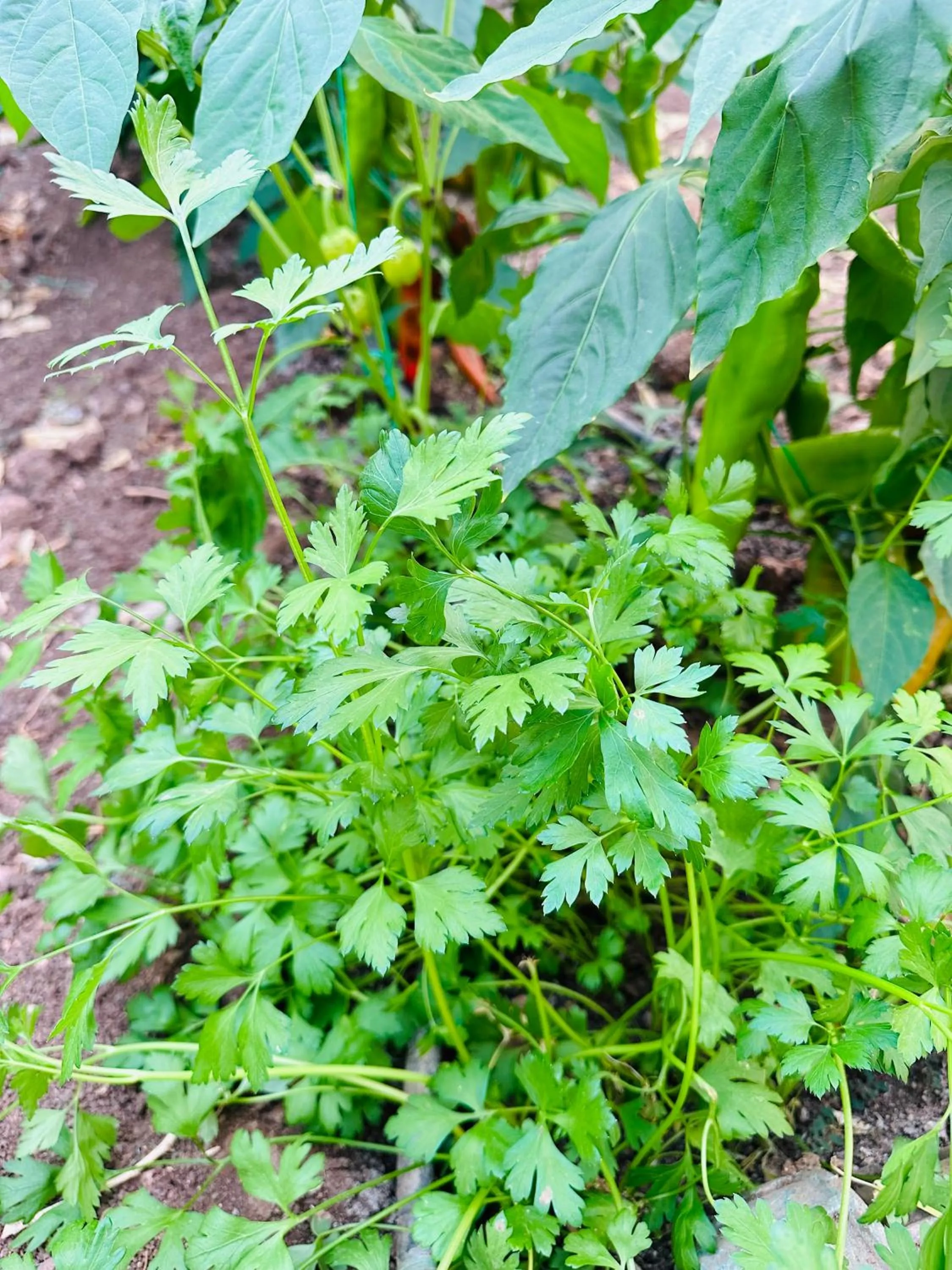 Garden in Gelidonya Pansiyon