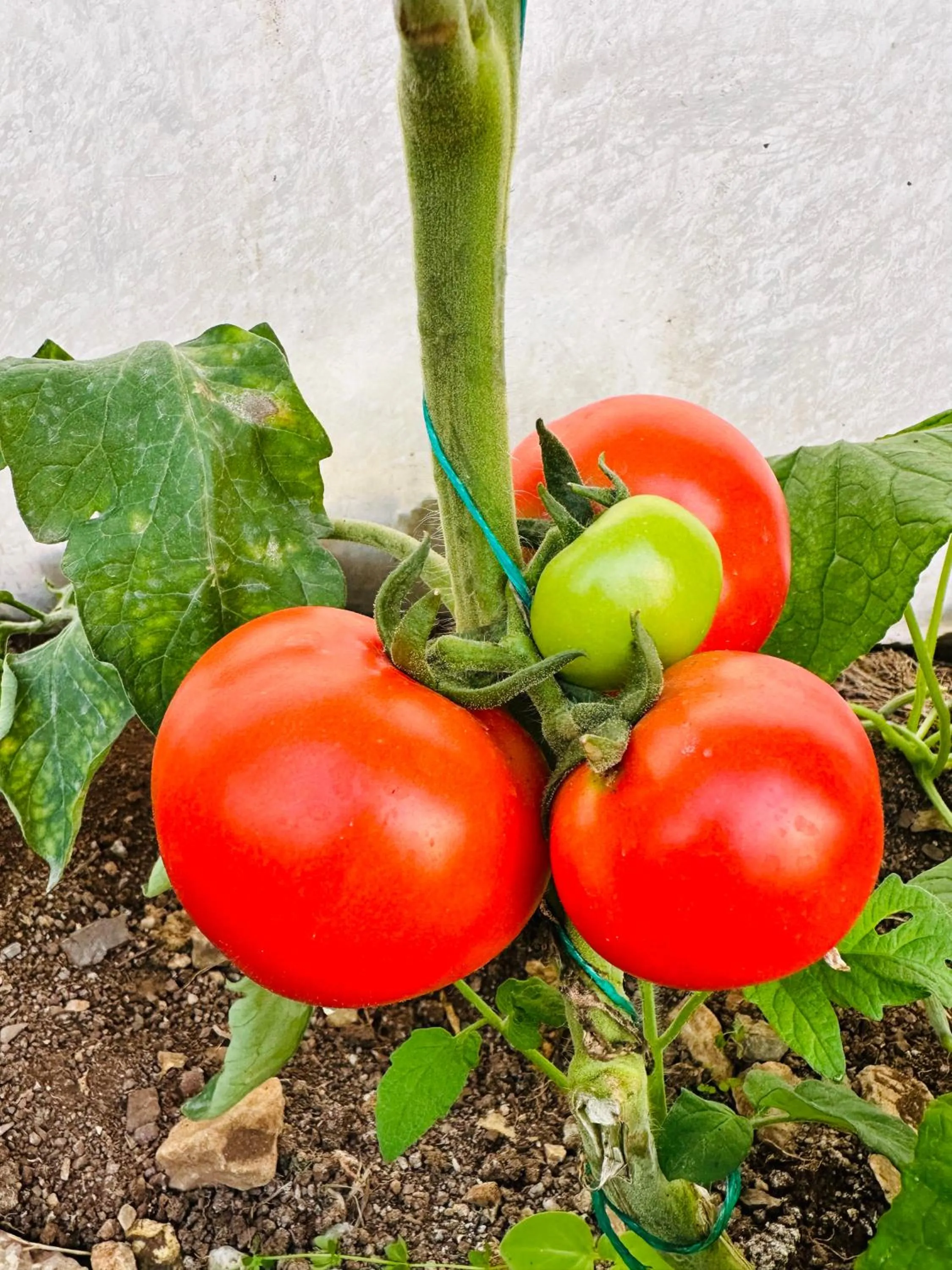 Garden in Gelidonya Pansiyon