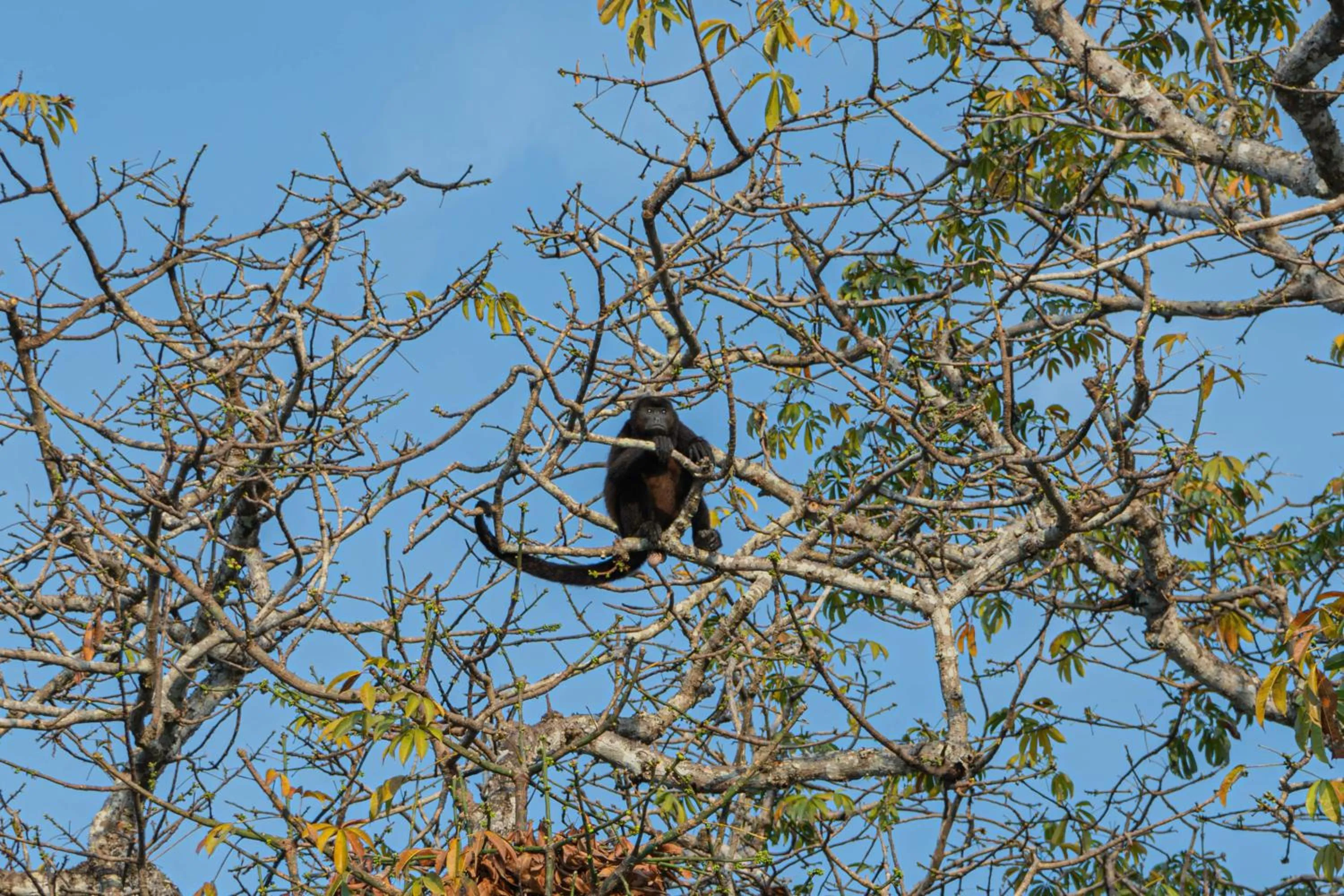 Animals in Villas VR Beachwalk Avellanas