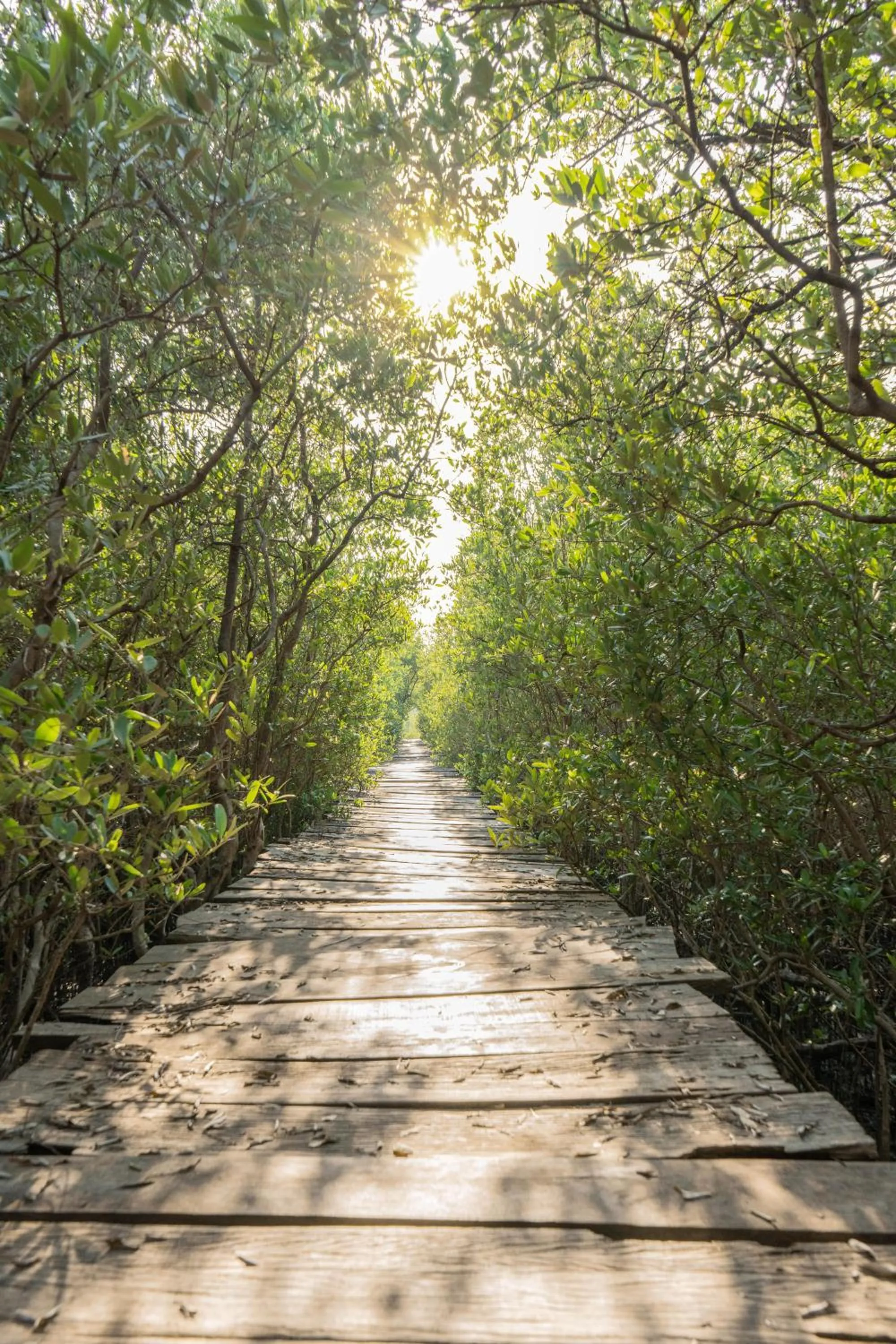 Spring in Villas VR Beachwalk Avellanas