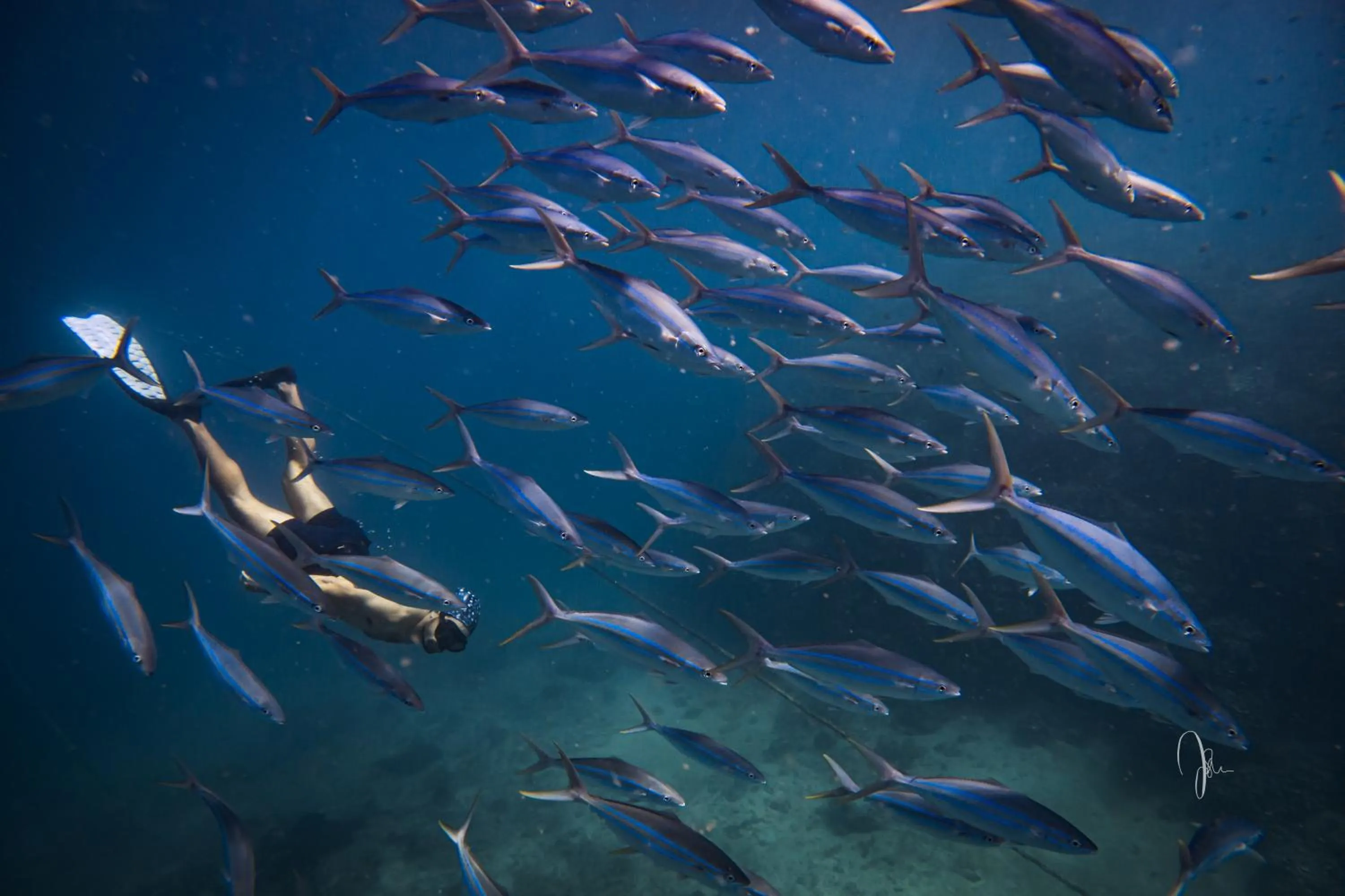 Diving in Mangroove Bay Boutique Hostel