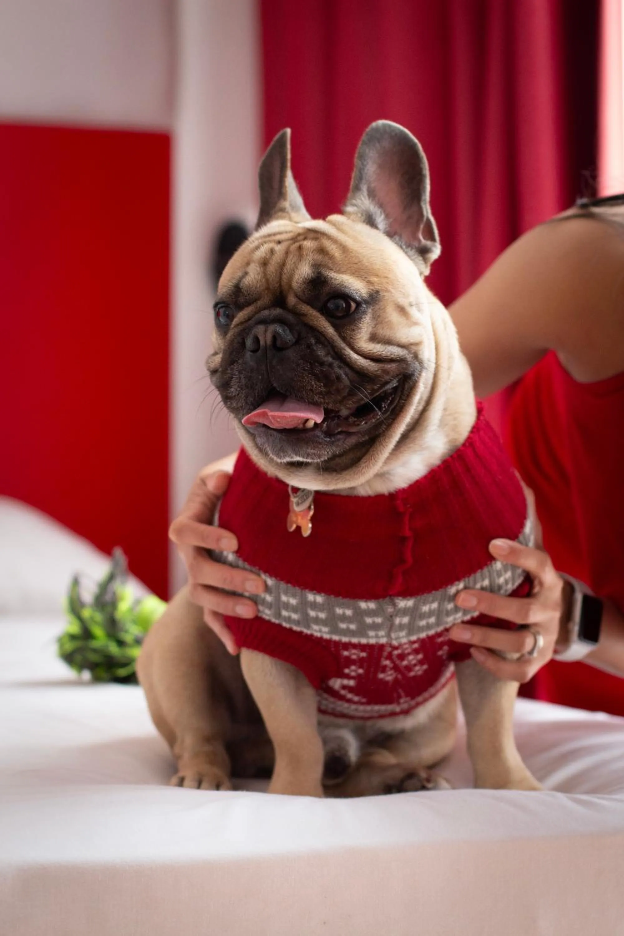 pet friendly in Citizen Suites