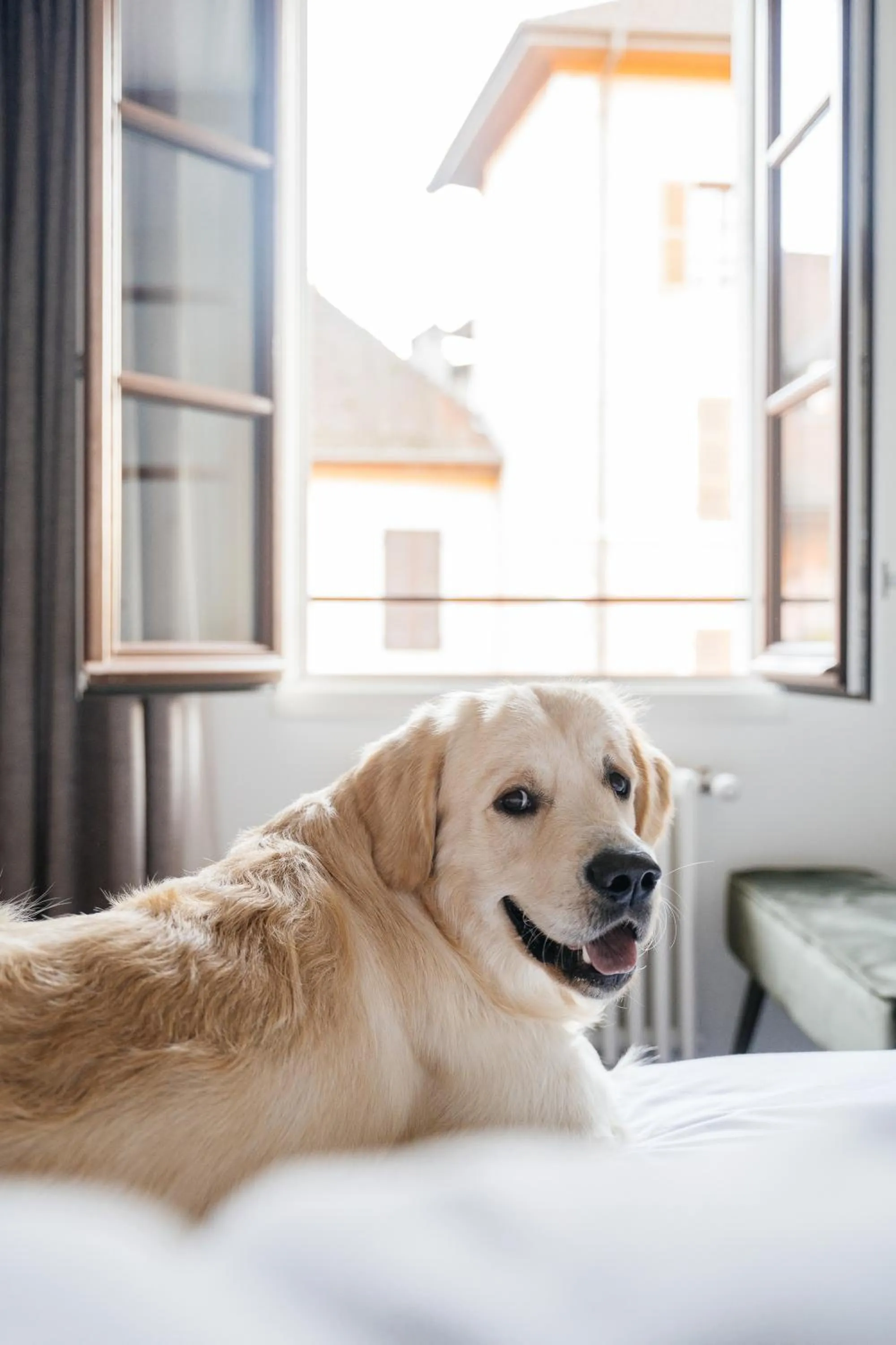 Animals in Auberge du Lyonnais