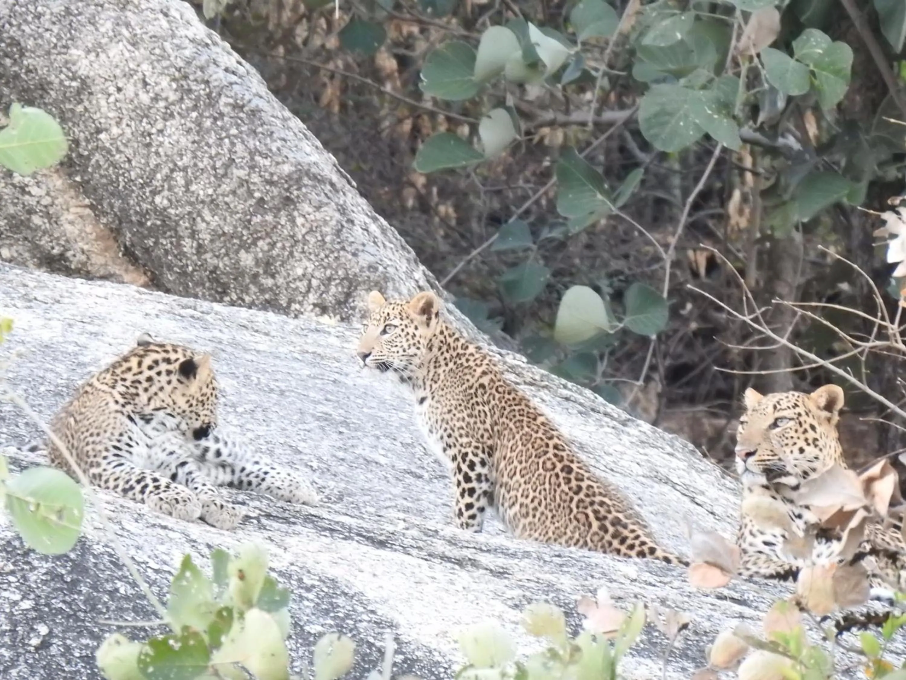 Neighbourhood in Jawai Empire Resort by Premier Hotels