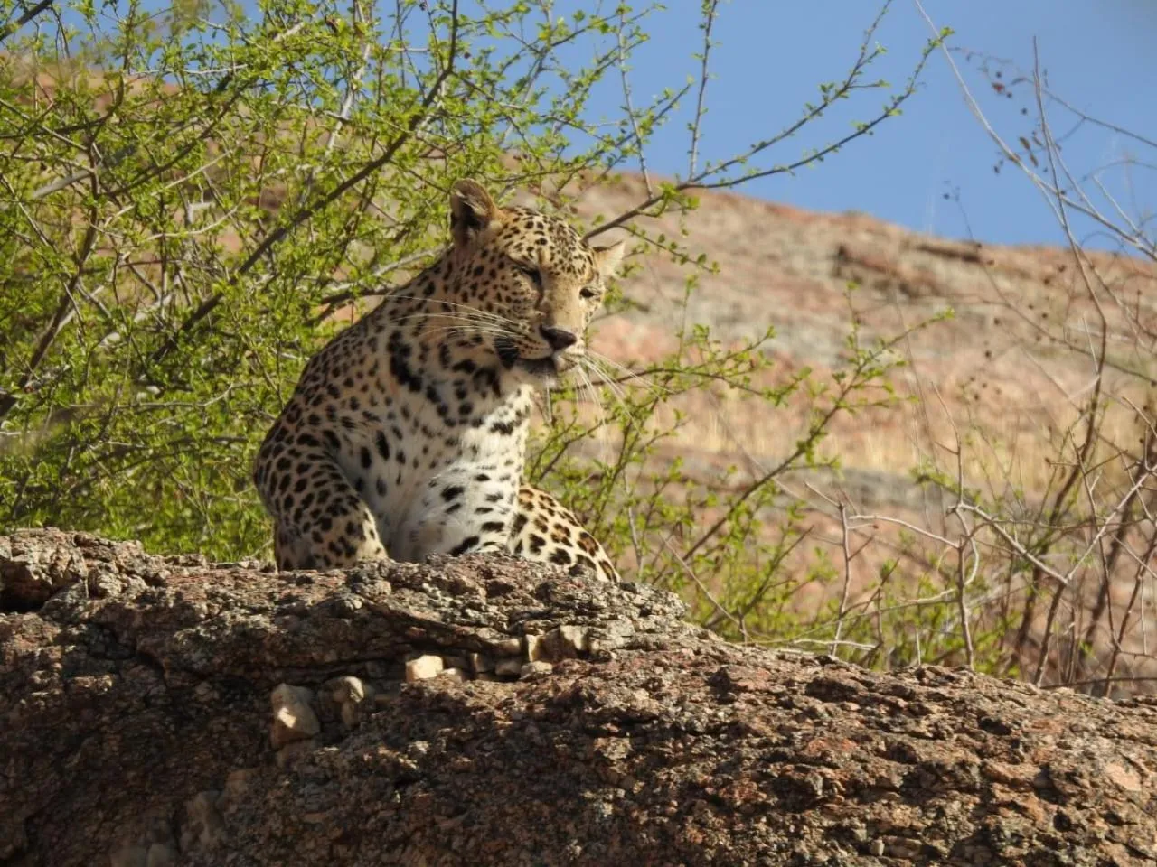Evening entertainment in Jawai Empire Resort by Premier Hotels