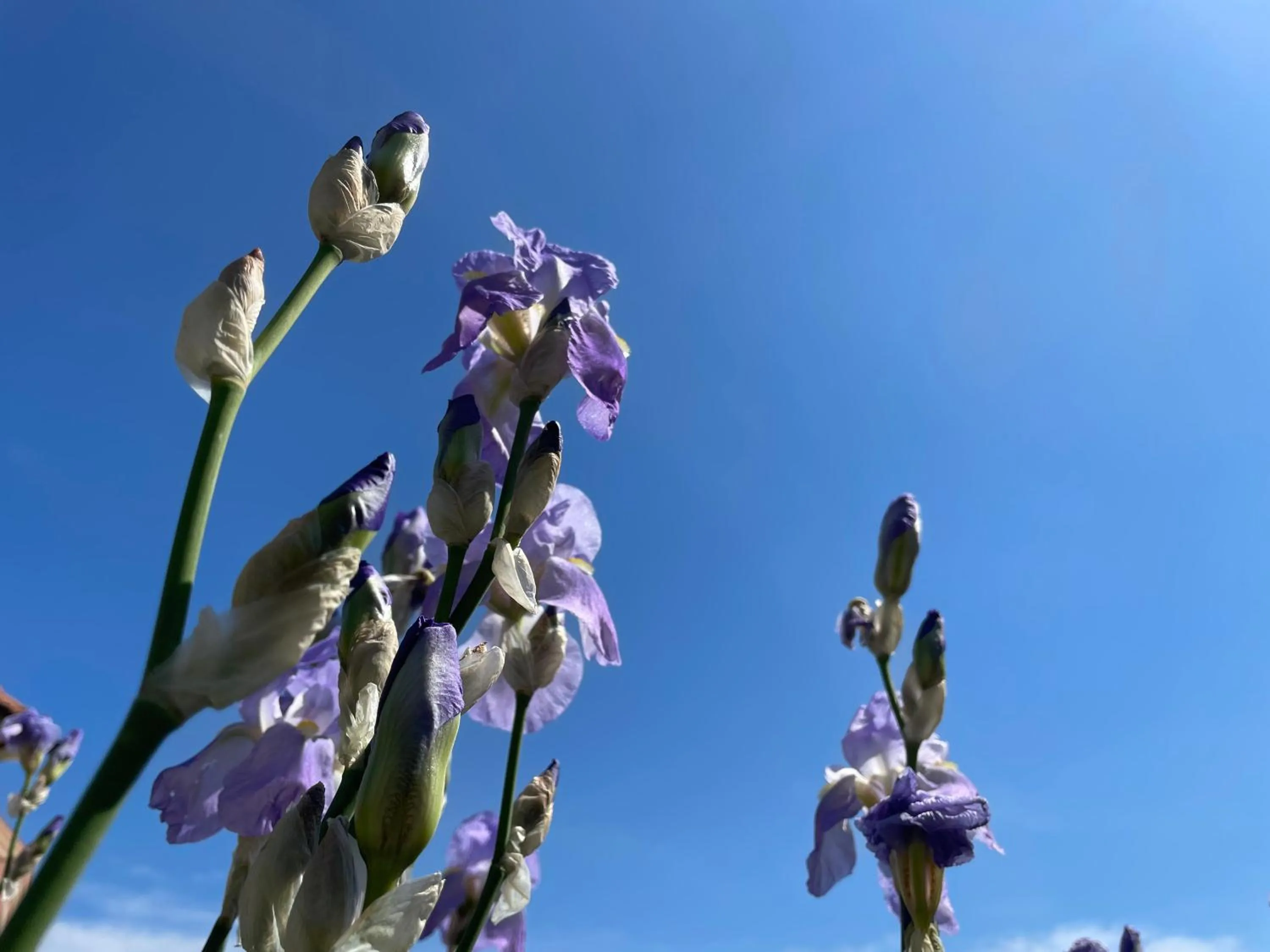 Holiday Rooms La Campagnetta