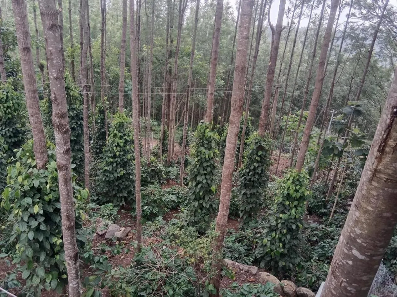 Natural landscape in Cholai Resorts & Hotels