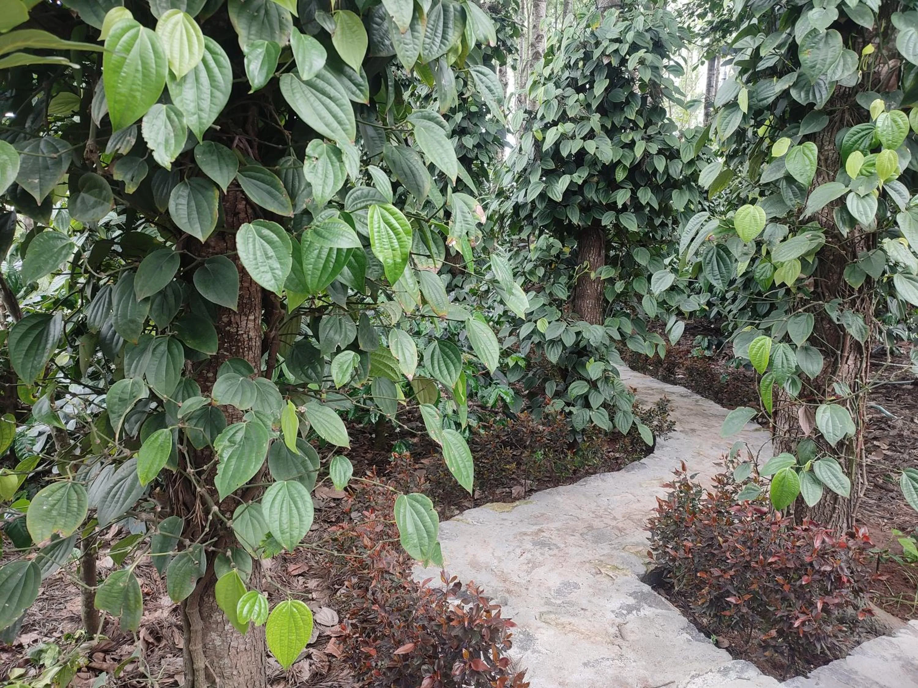 Natural landscape in Cholai Resorts & Hotels