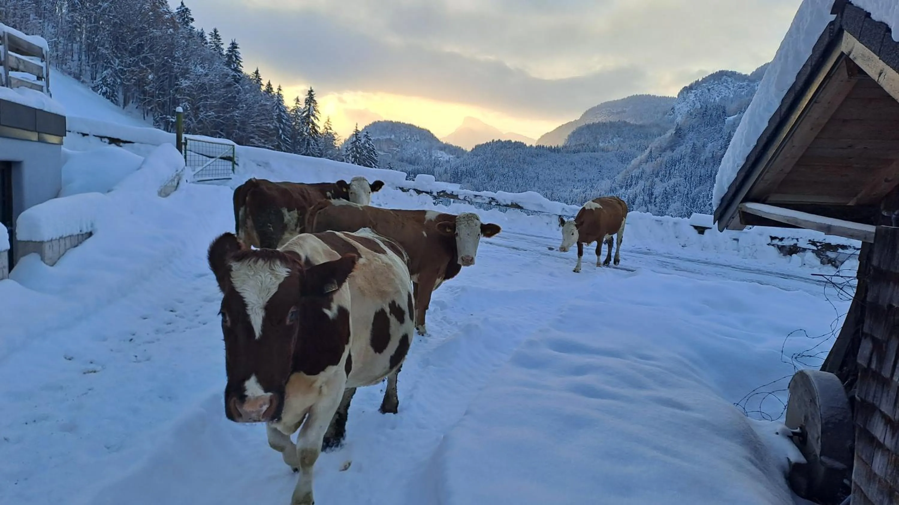Winter in Biobauernhof Schneiderbauer