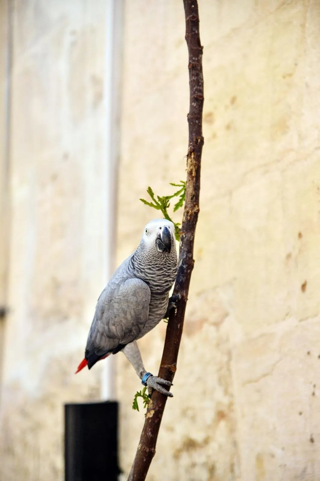 Animals in KARAGÜL Hotel