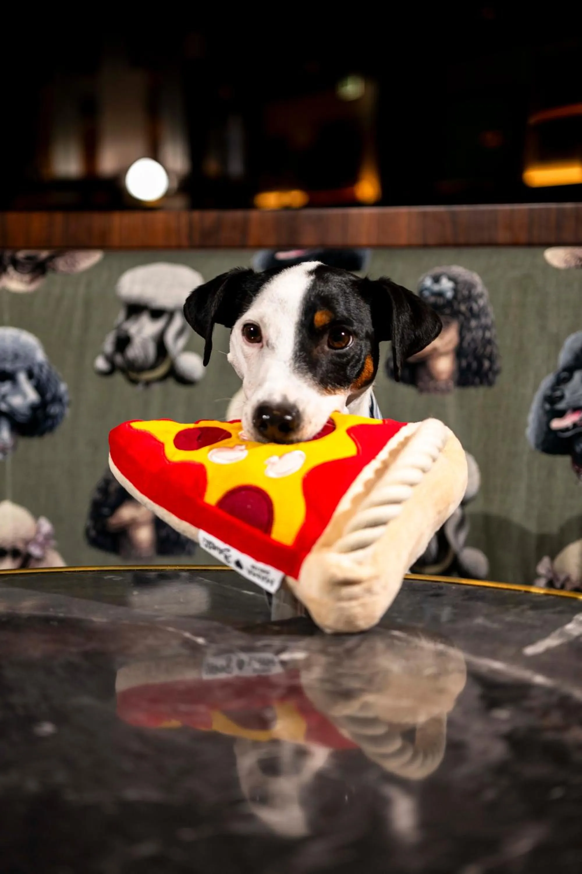 Pets in Mama Shelter Dijon