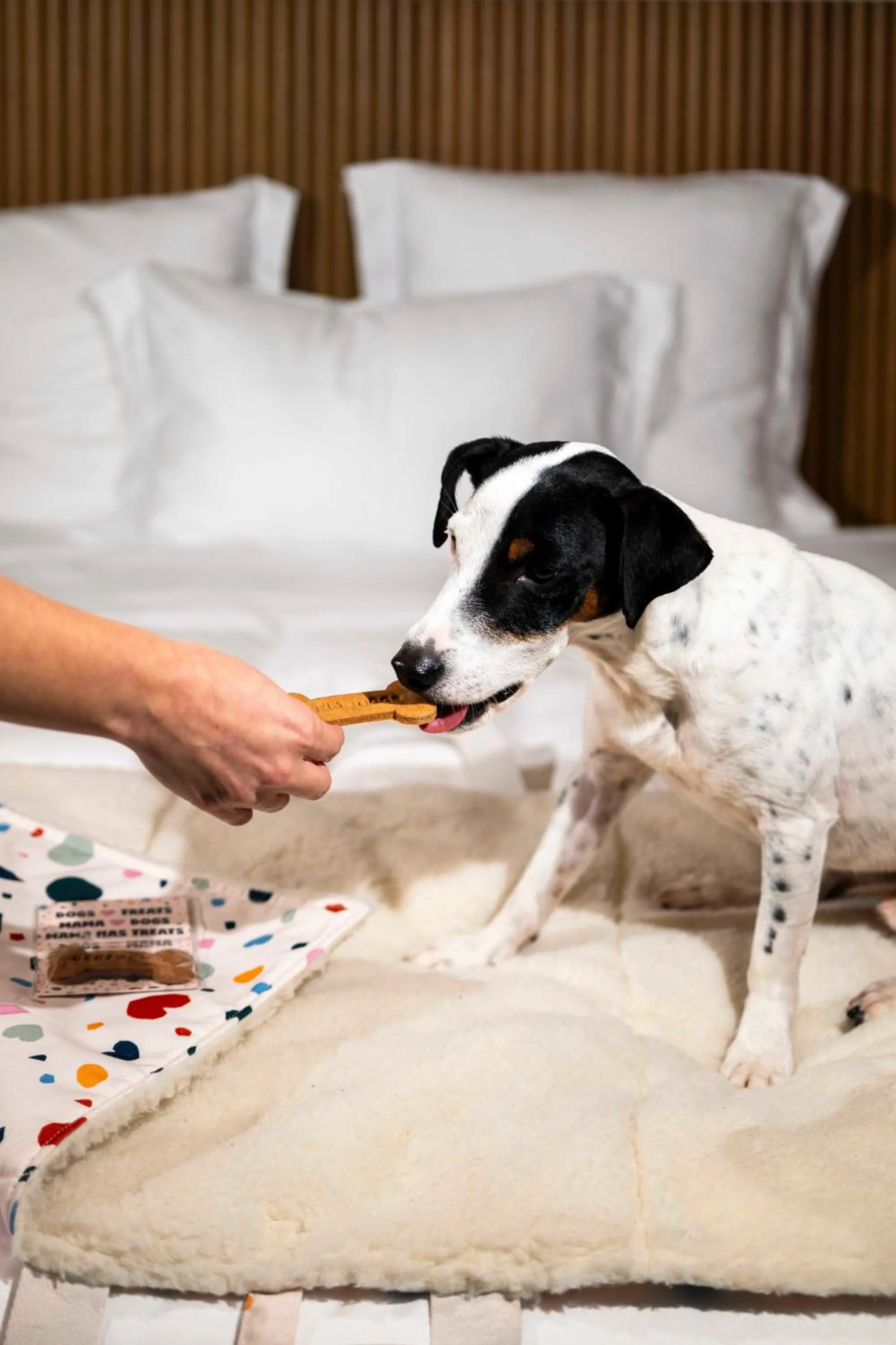 Pets in Mama Shelter Dijon