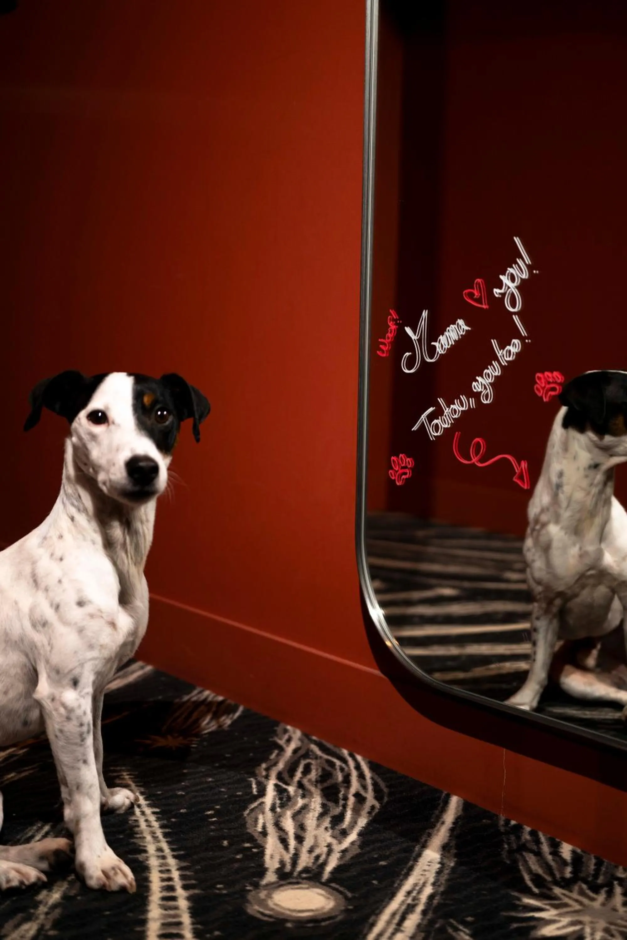 Pets in Mama Shelter Dijon