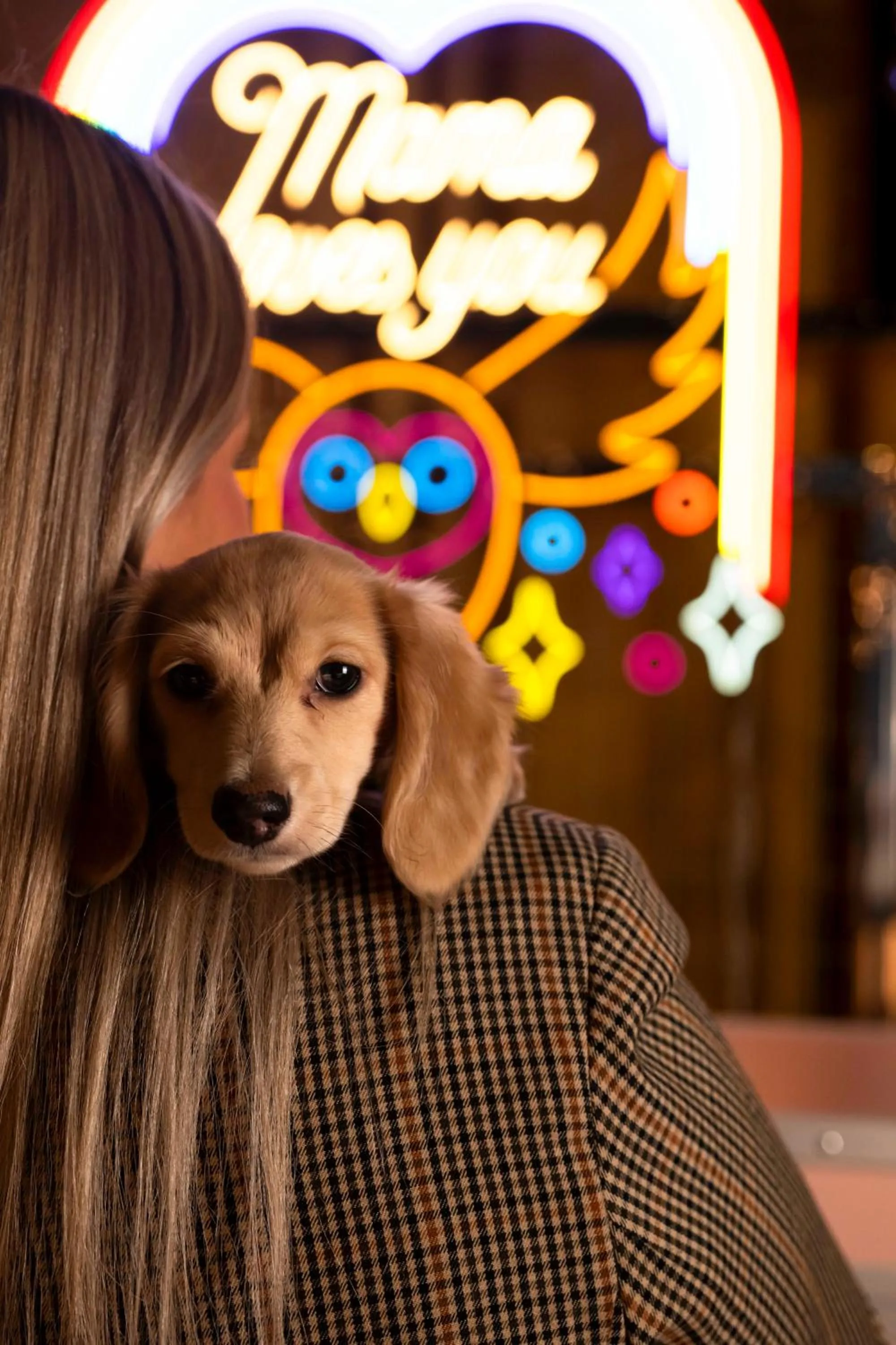 Pets in Mama Shelter Dijon