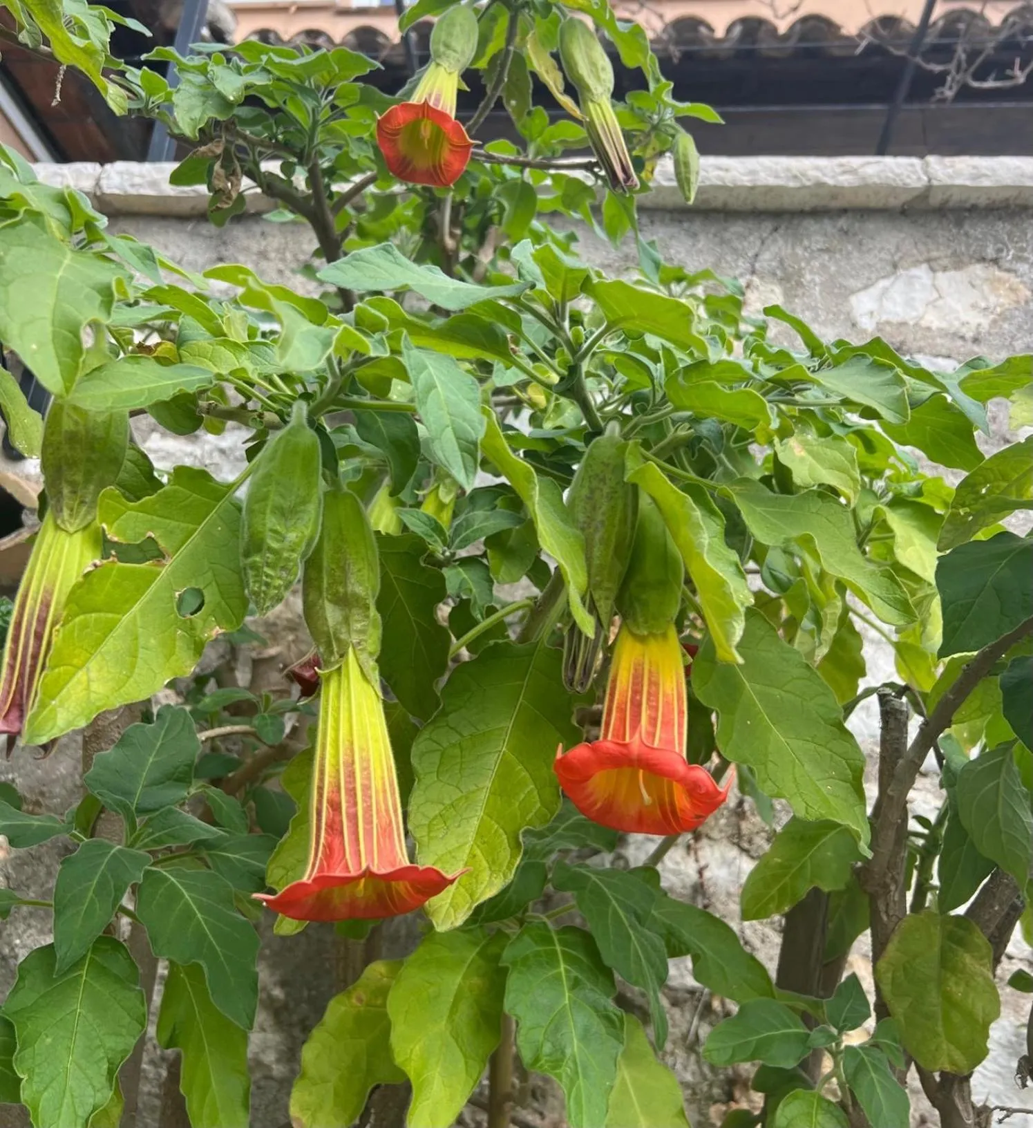 Property building in les petites terrasses