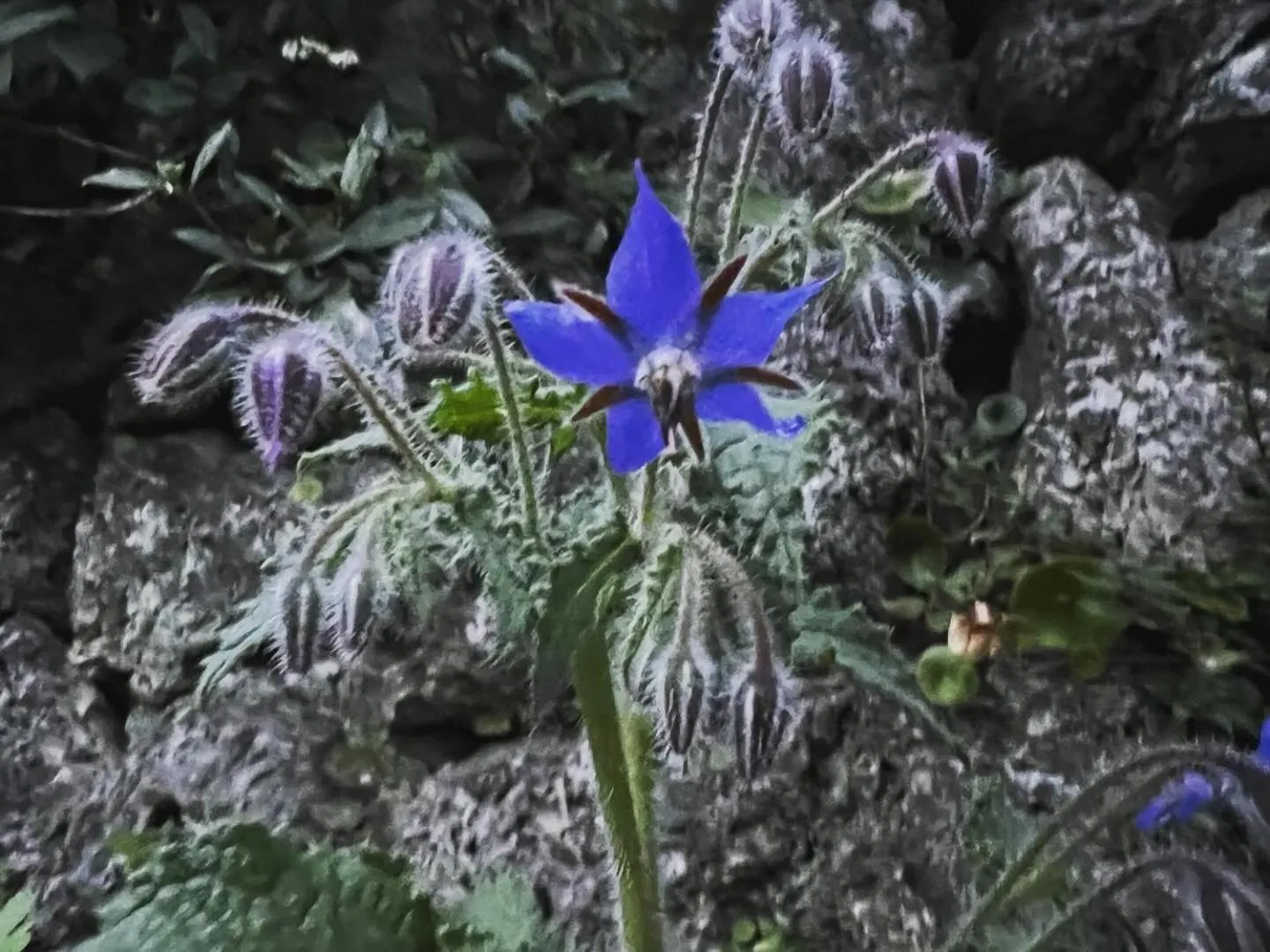 Property building in les petites terrasses