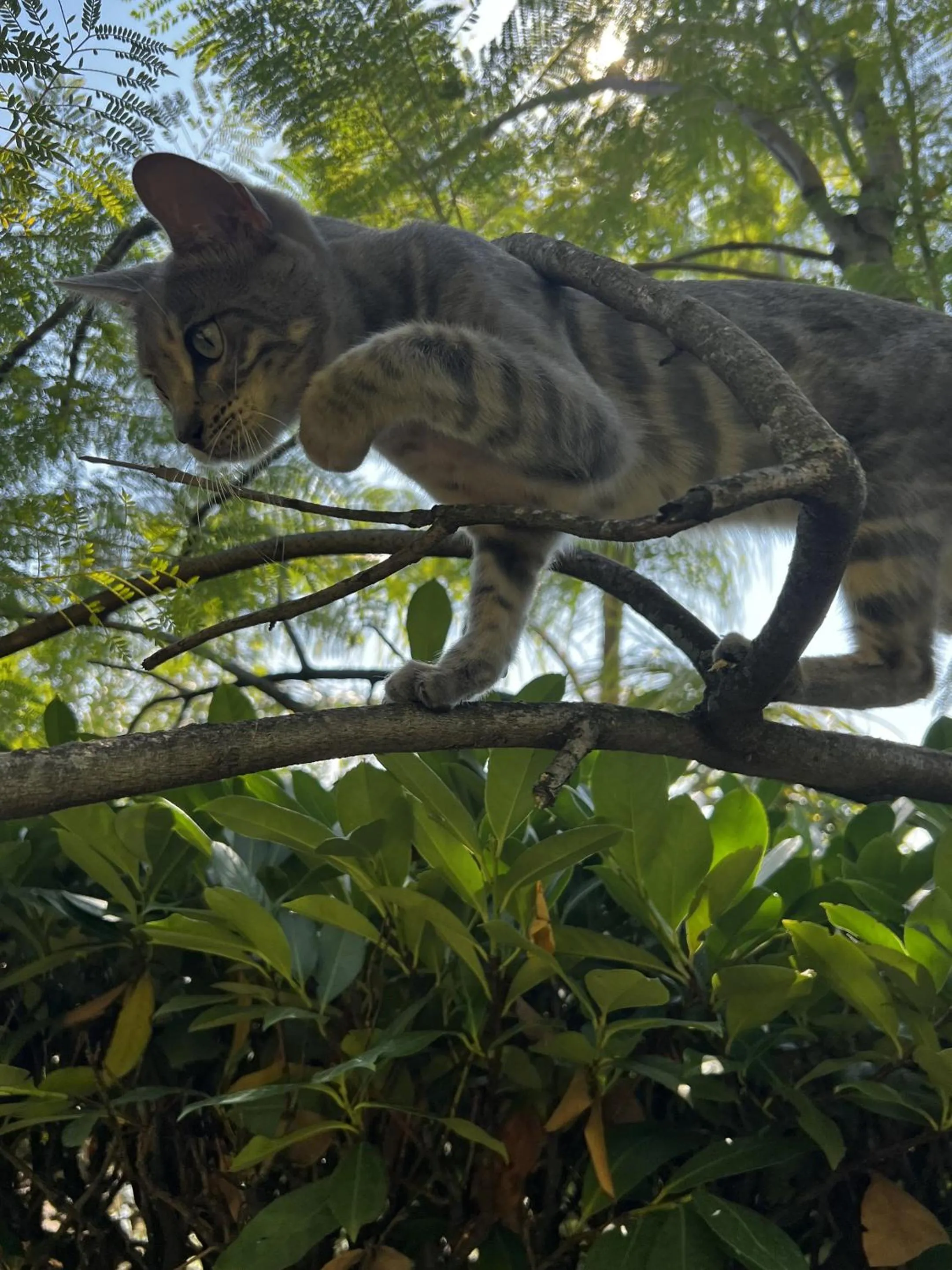 Other in les petites terrasses