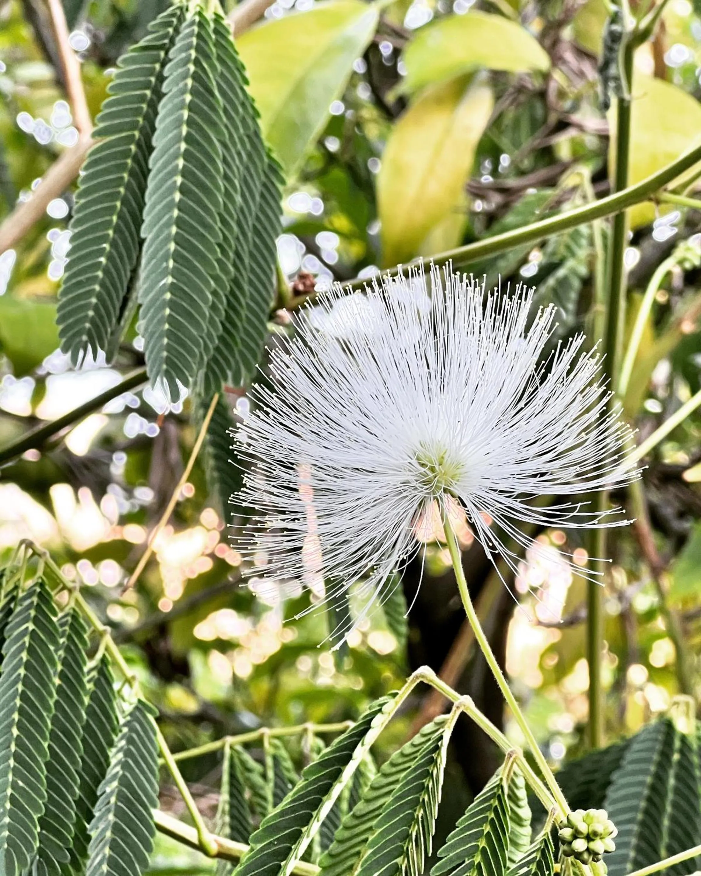 Property building in les petites terrasses